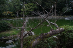 宗像大社　参道の池