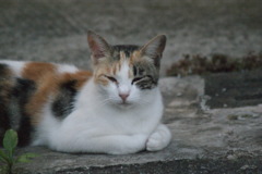 三毛