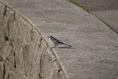 DSC00550