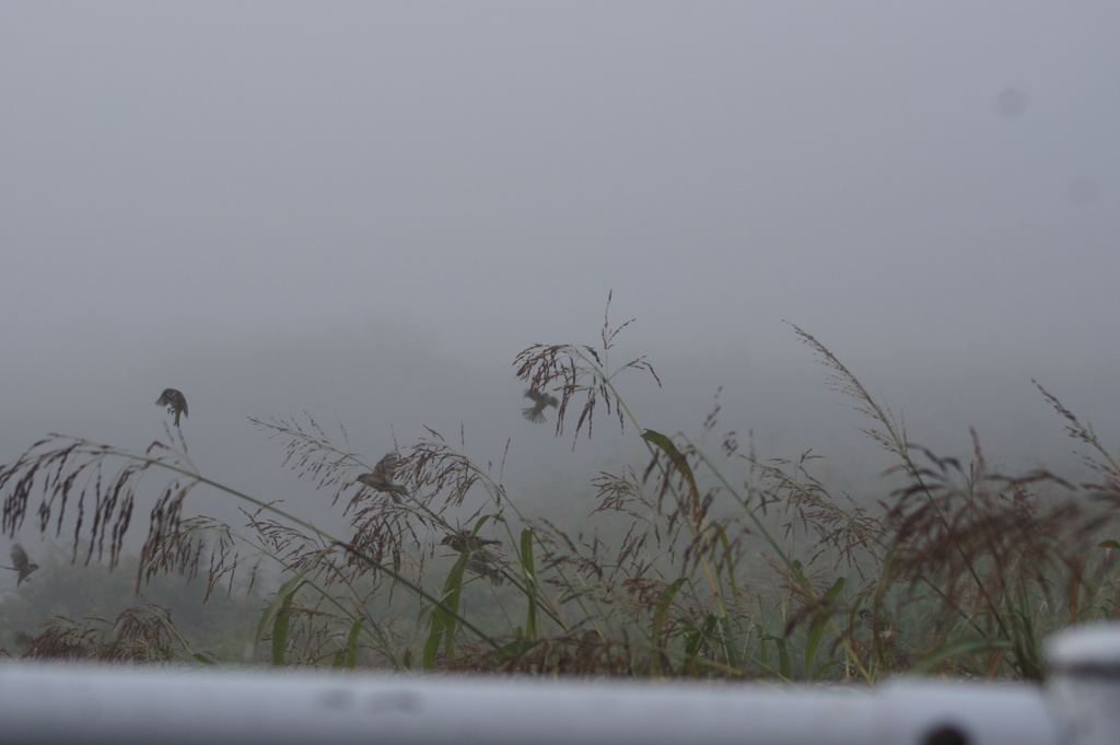 朝霧を飛ぶ雀