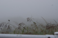 朝霧を飛ぶ雀