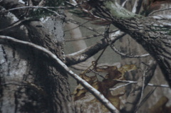 REAL TREE