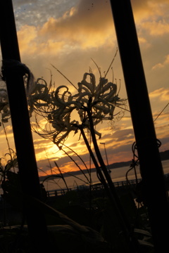 夕陽と白き彼岸花