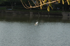 fly away