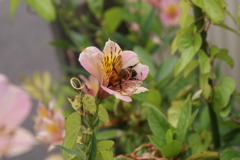 ｂee