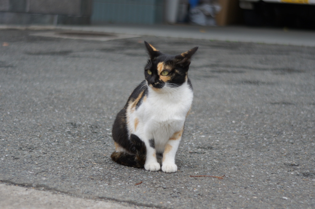 猫