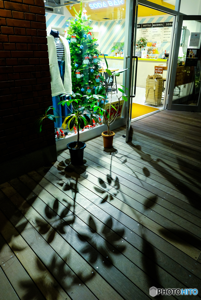Shadow Flowers