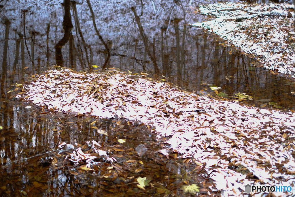 Autumn Leaves