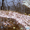 Autumn Leaves