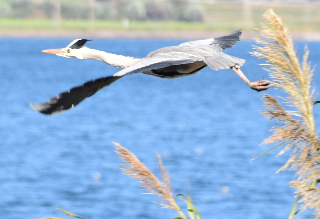 野鳥①