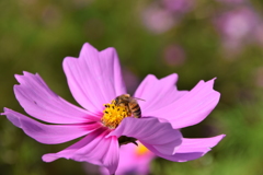 コスモスの蜜はあまぁい