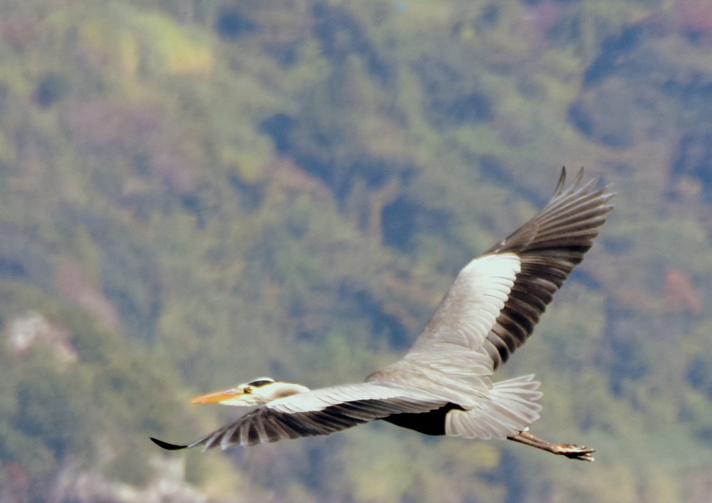 野鳥②