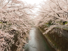 石神井川の桜