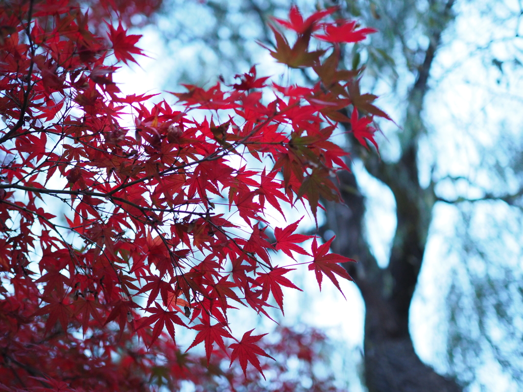 石神井公園