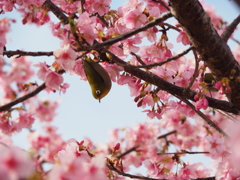 河津桜