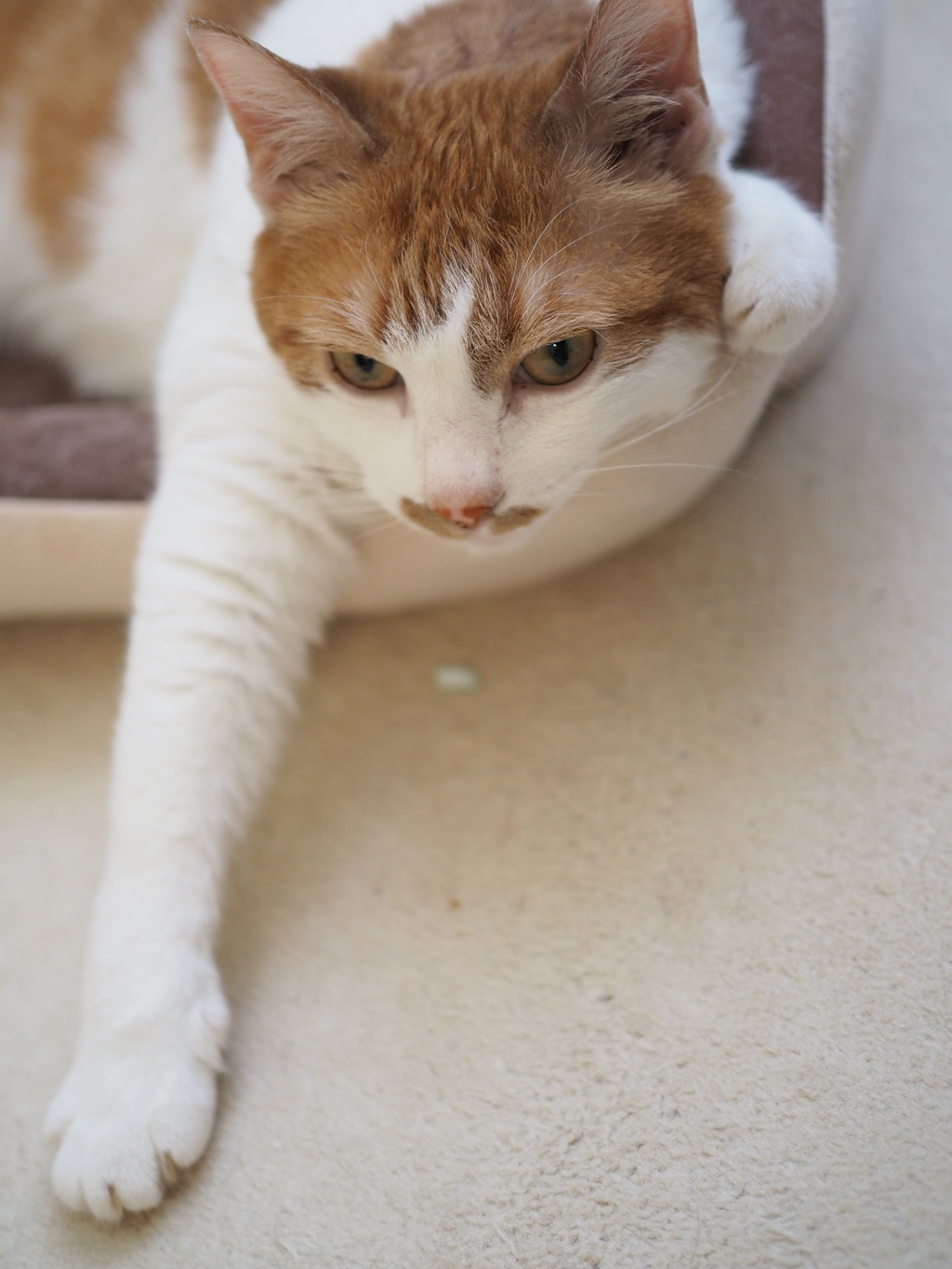 猫砂