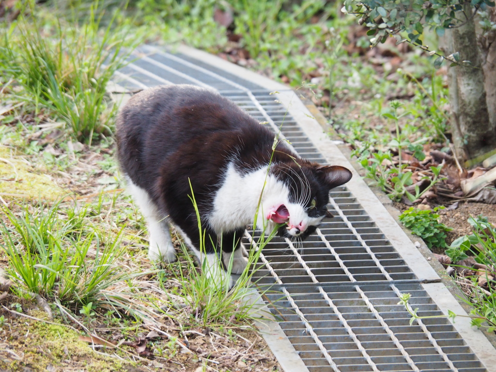 猫草