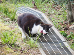 猫草