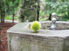 秋早く