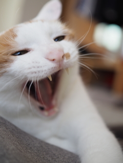 猫様
