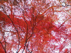 燃える木
