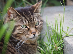 イケ猫