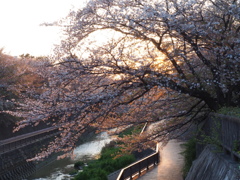 練馬高野台の桜