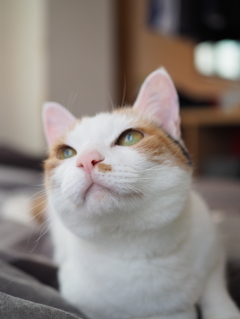 猫様