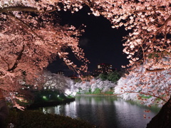 千鳥ケ淵の桜