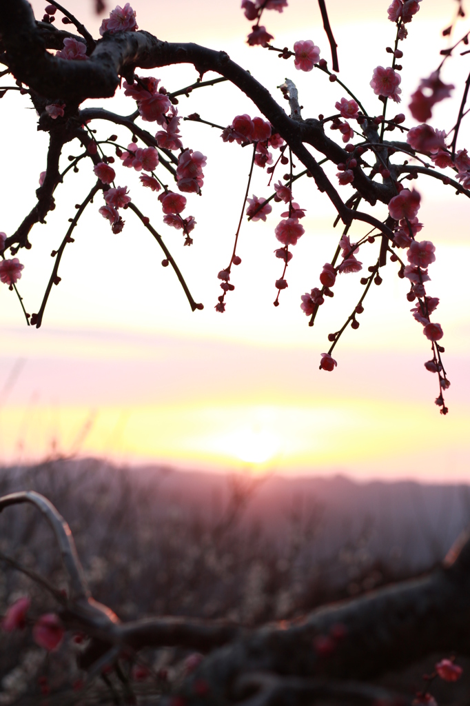 梅と夕日