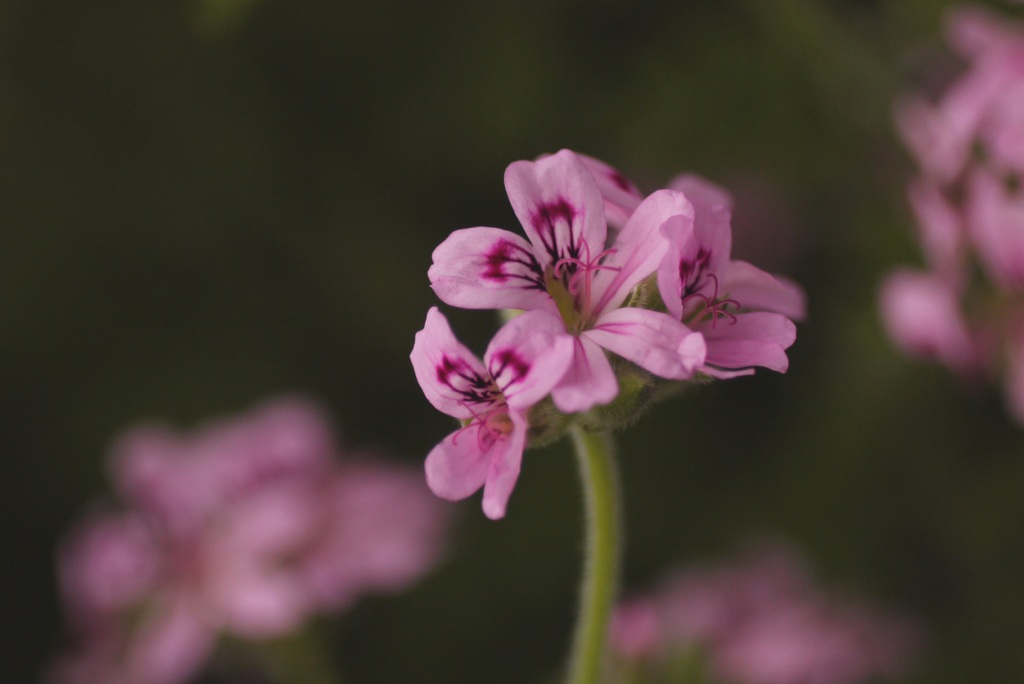 紫の花