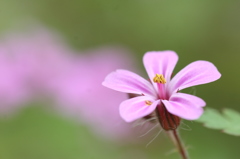 朝花