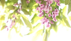 花春終