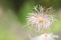 線香花火