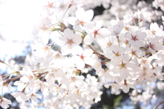 cherry blossoms