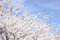 cherry tree