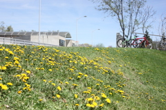 dandelion