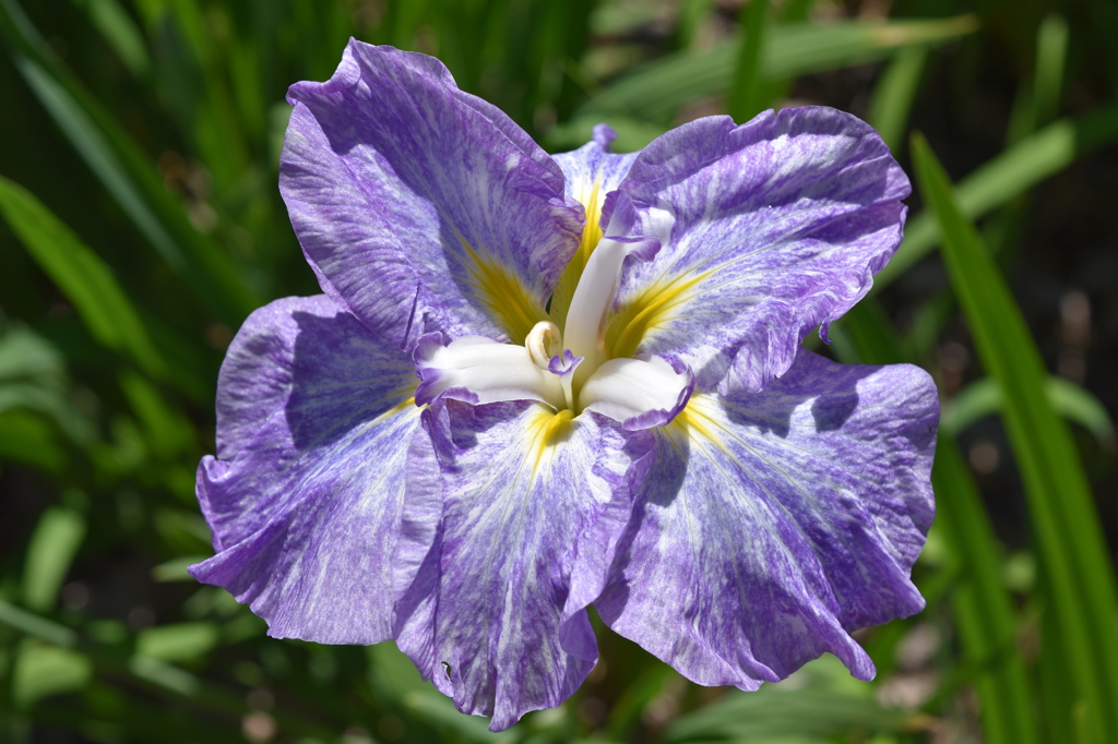 花しょうぶ