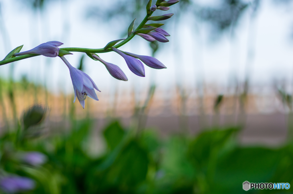 夏の花