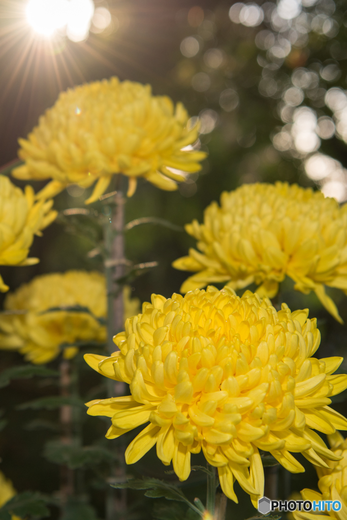 境内の菊