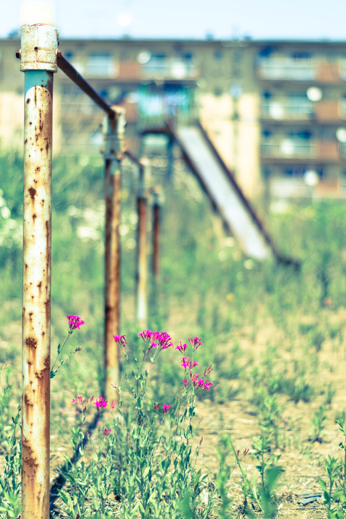 単焦点レンズ　『廃公園の花』