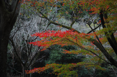京都のとある山の中