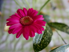 ハッピーな気持ちになれる花＊