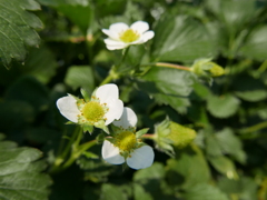 いちごの花＊