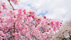 桜の声＊