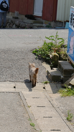 帰っていく猫＊