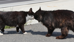 奇跡のキス♥＊