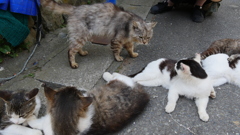 ボスが来たぞ！