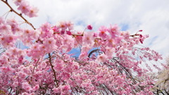 桜＊青空 奇跡的に晴れた☀︎
