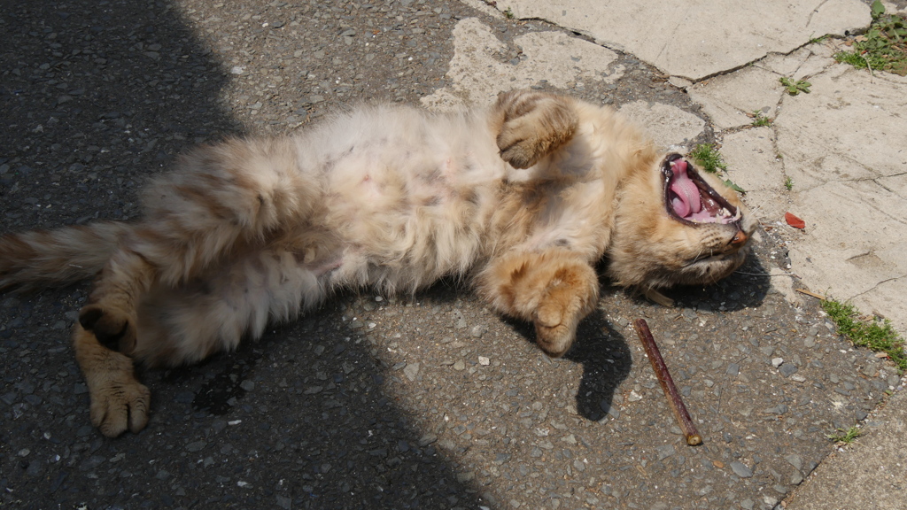 ふにゃ〜＊＊猫の〜び